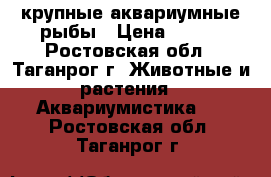 крупные аквариумные рыбы › Цена ­ 500 - Ростовская обл., Таганрог г. Животные и растения » Аквариумистика   . Ростовская обл.,Таганрог г.